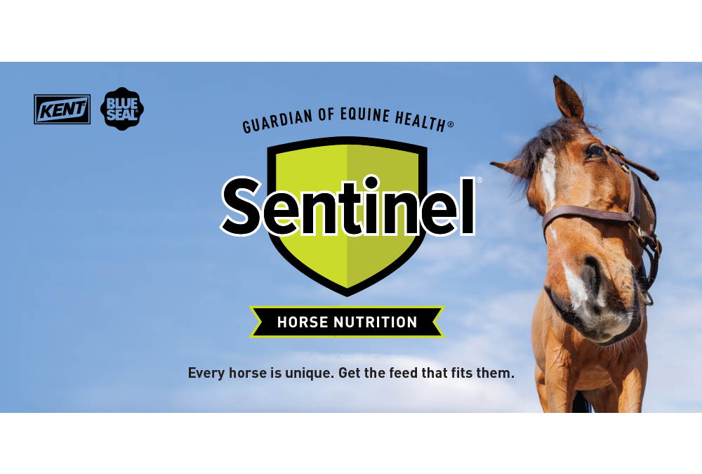 New Sentinel Resources