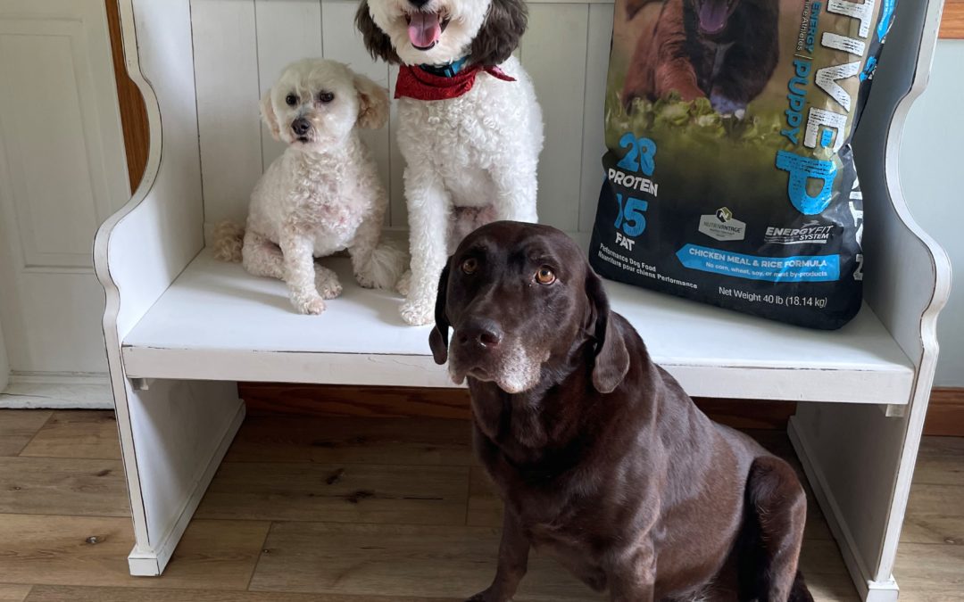 Animals of Kent and Blue Seal Family