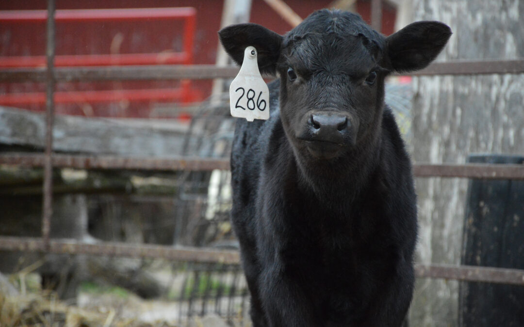 Animals of Kent and Blue Seal Family