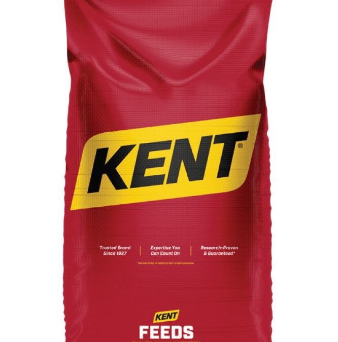 Product Spotlight: Kent Performance Primer