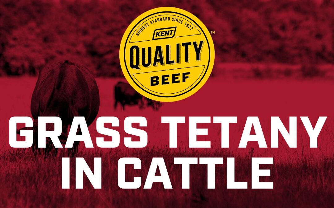 Kent Beef Spotlight: What You Should Know About Grass Tetany in Cattle