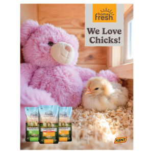 We Love Chicks! Mini Poster