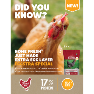 Home Fresh Extra Egg Layer DYK Poster