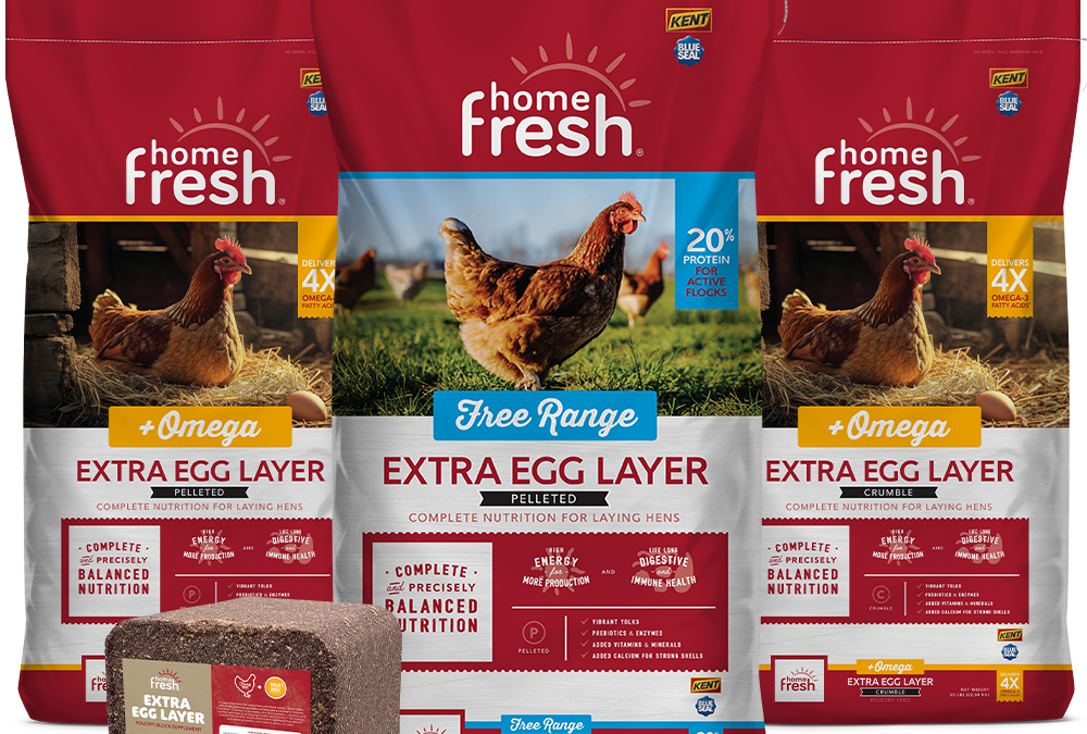 Home Fresh News: Extra EGGstra