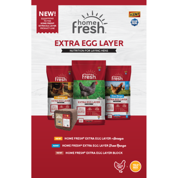 Home Fresh Extra Egg Layer New Product Poster