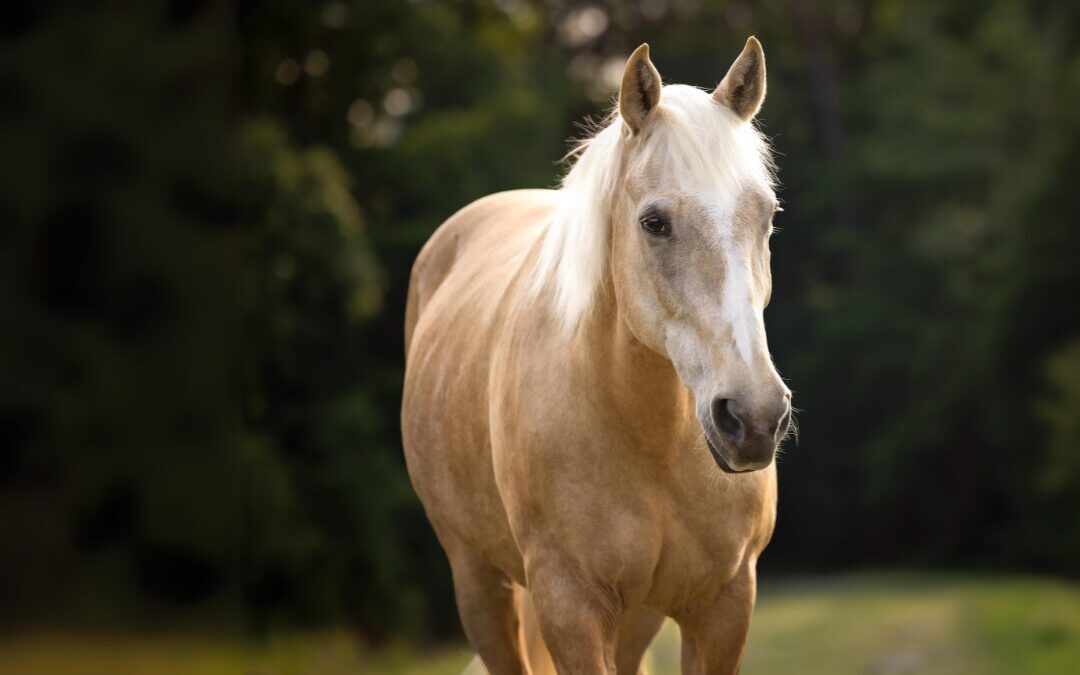 Senior Horses Rock