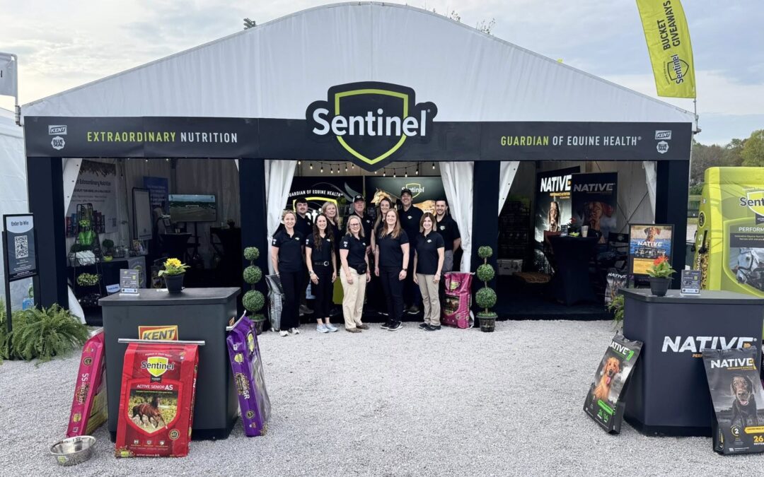 Sentinel On The Road At Spring Equine Shows