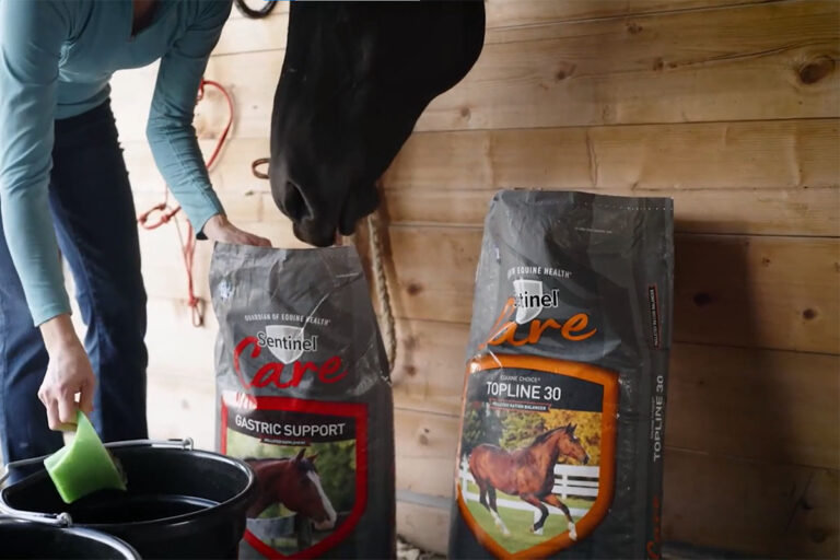 📣 Sentinel in the Spotlight: Recent Marketing Wins Connecting with Horse Owners & Riders
