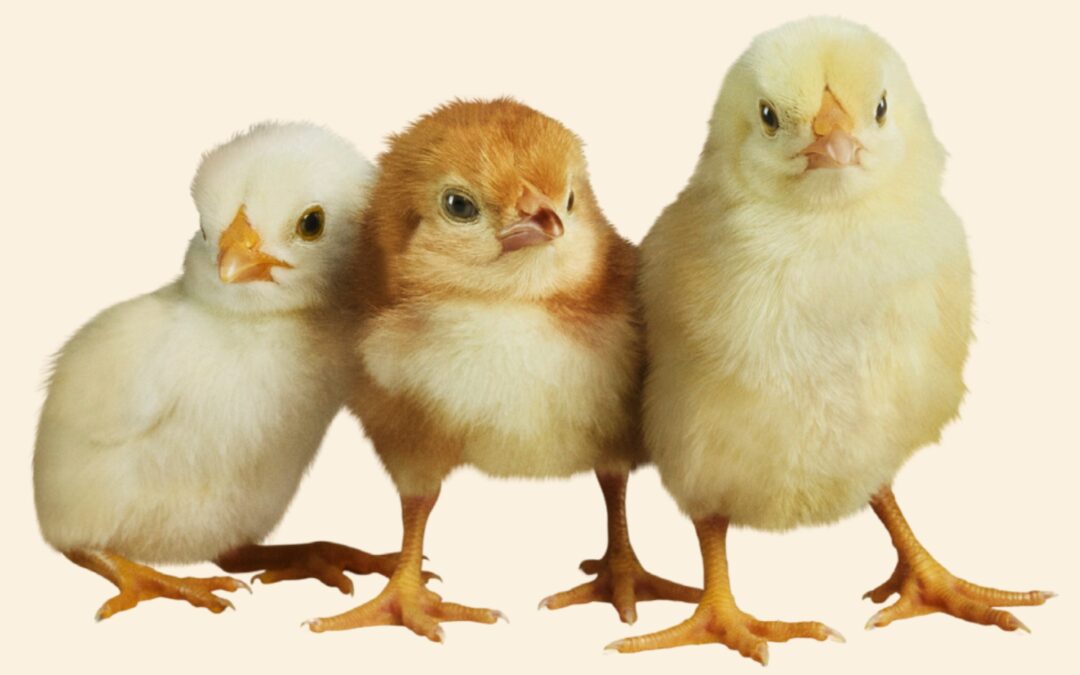 Customer Education Resource: Amprolium in Chick Starter Feed