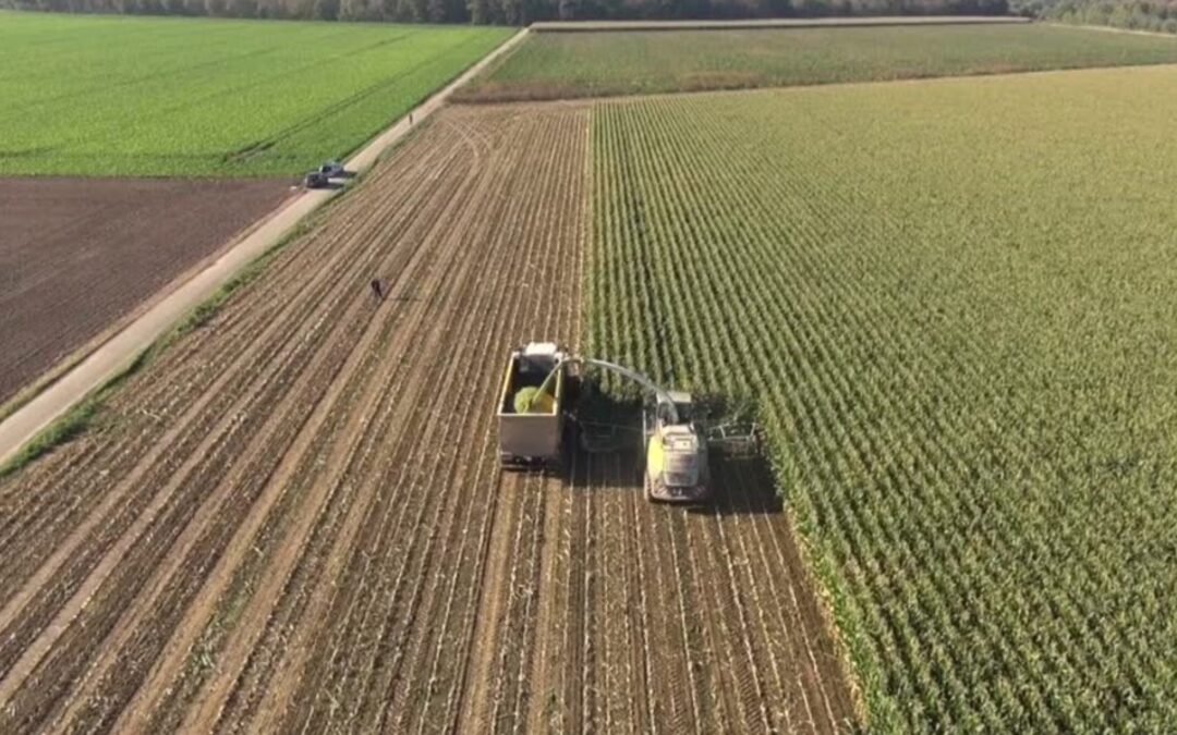 One Chance to Get It Right: Best Practices for Corn Silage Harvesting