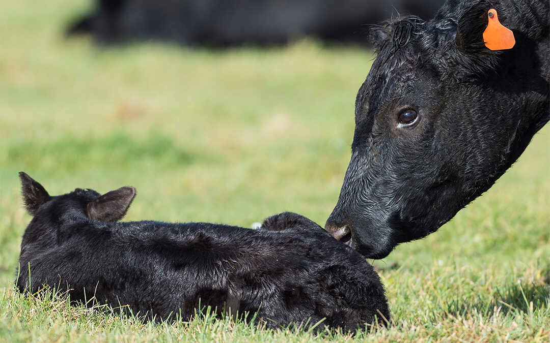 Gear Up for Spring Calving (Midwest Only Promotion)