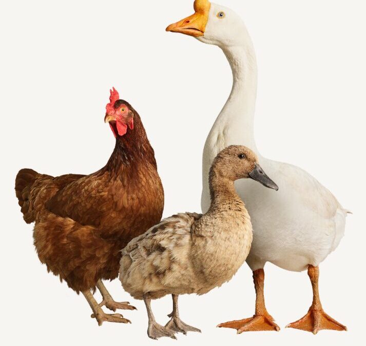 Home Fresh® Poultry Pop-Up Promotion