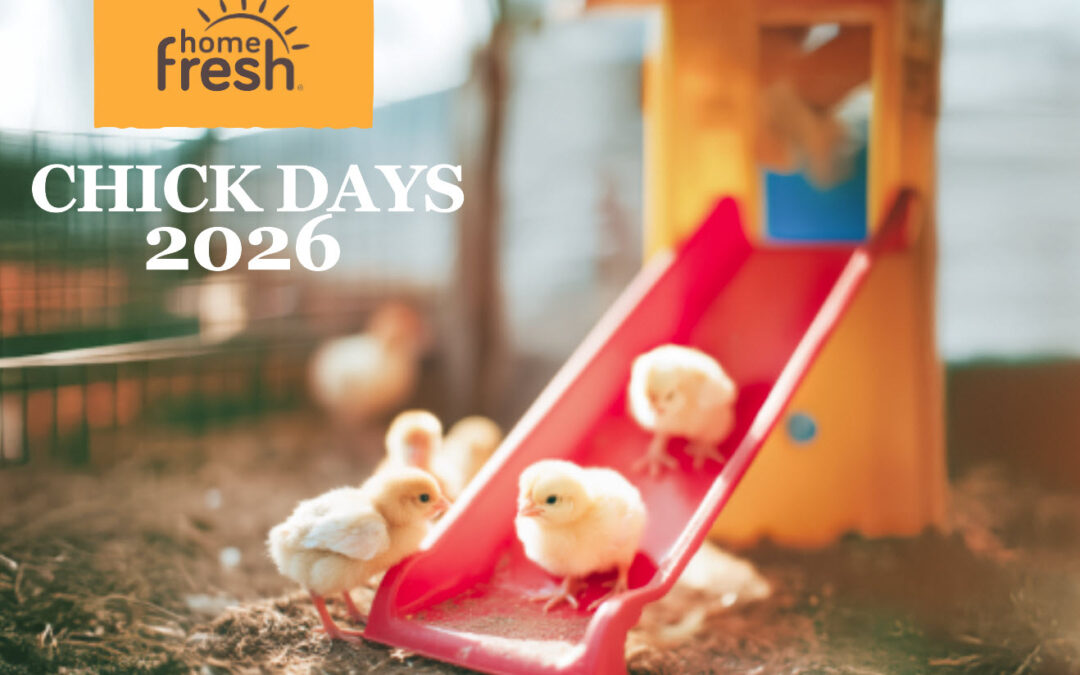 Chick Days 2026: Webinar Recap & Materials Now Available