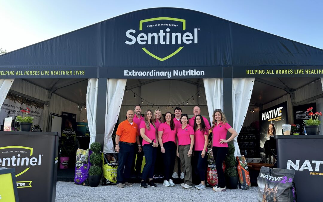 Sentinel at the Kentucky Three Day Event
