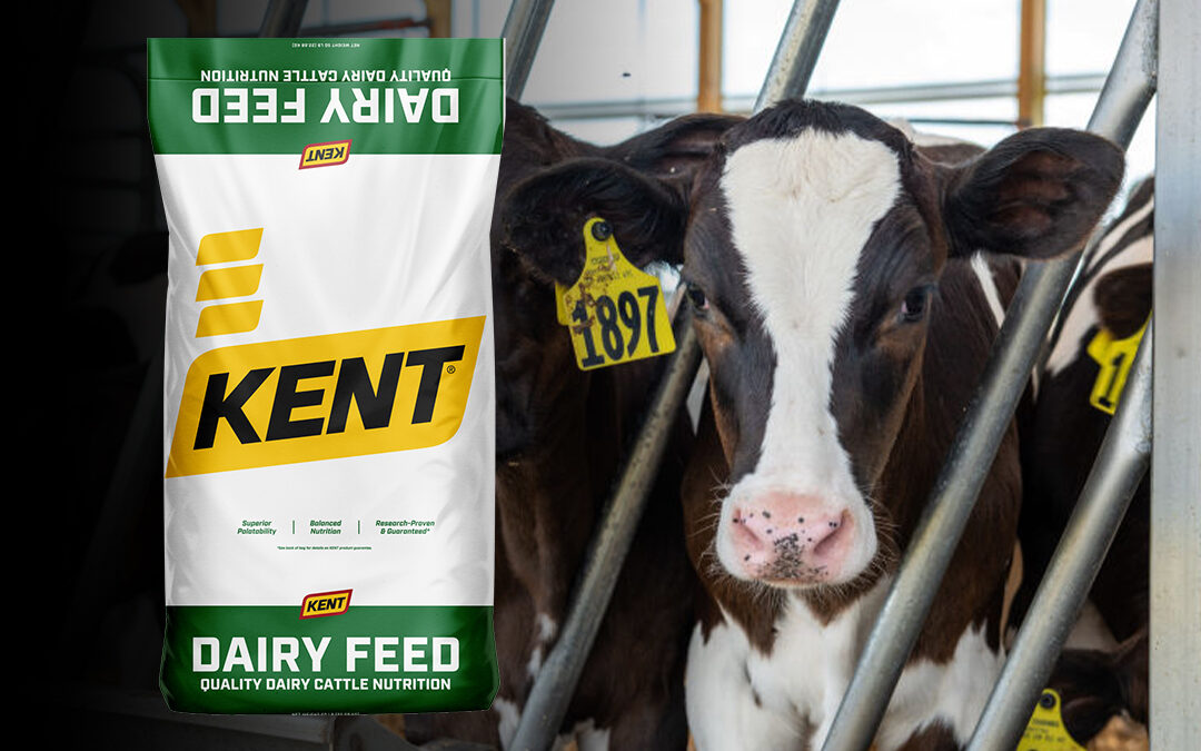 Product Spotlight: Velocity Calf Starter