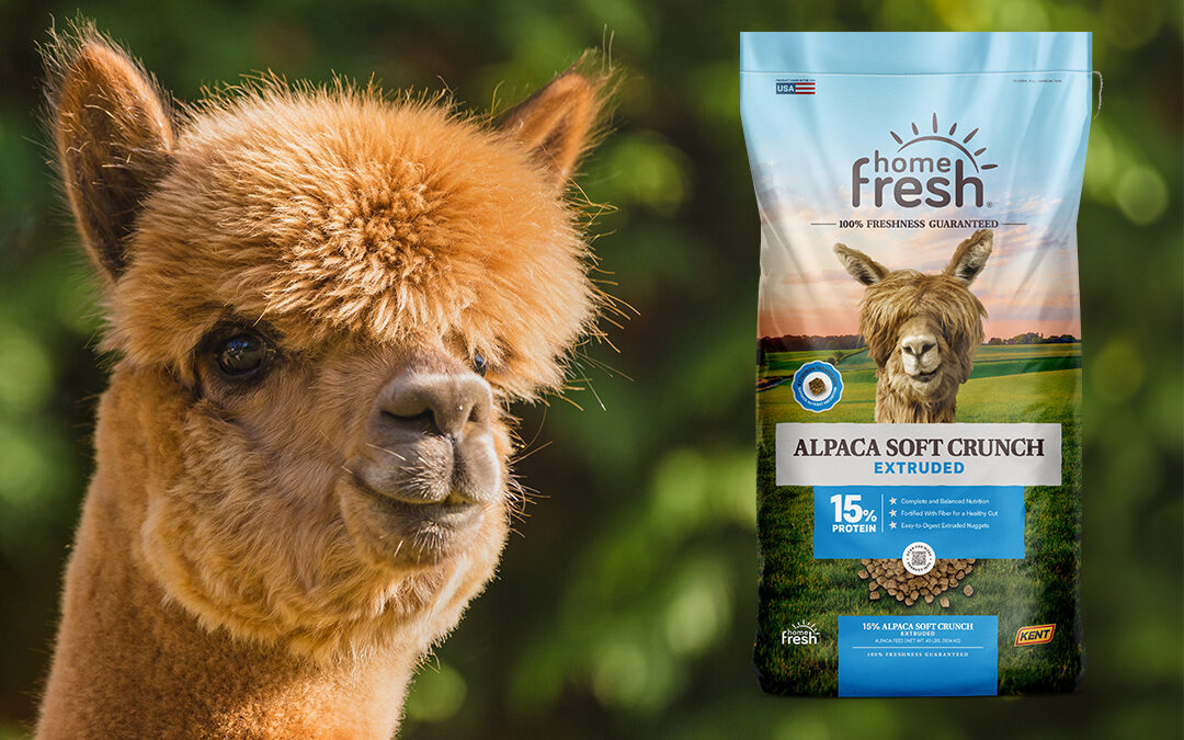 Home Fresh Product Spotlight: Alpaca Soft Crunch