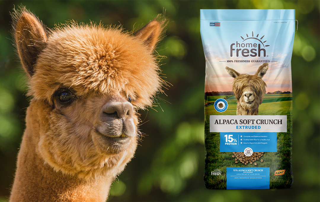 Home Fresh Product Spotlight: Alpaca Soft Crunch