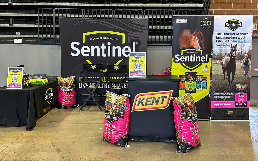 Sentinel at Futurity Shows