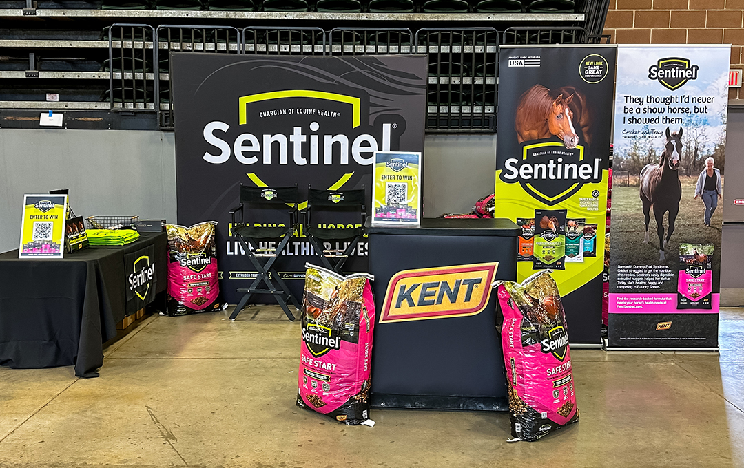 Sentinel at Futurity Shows
