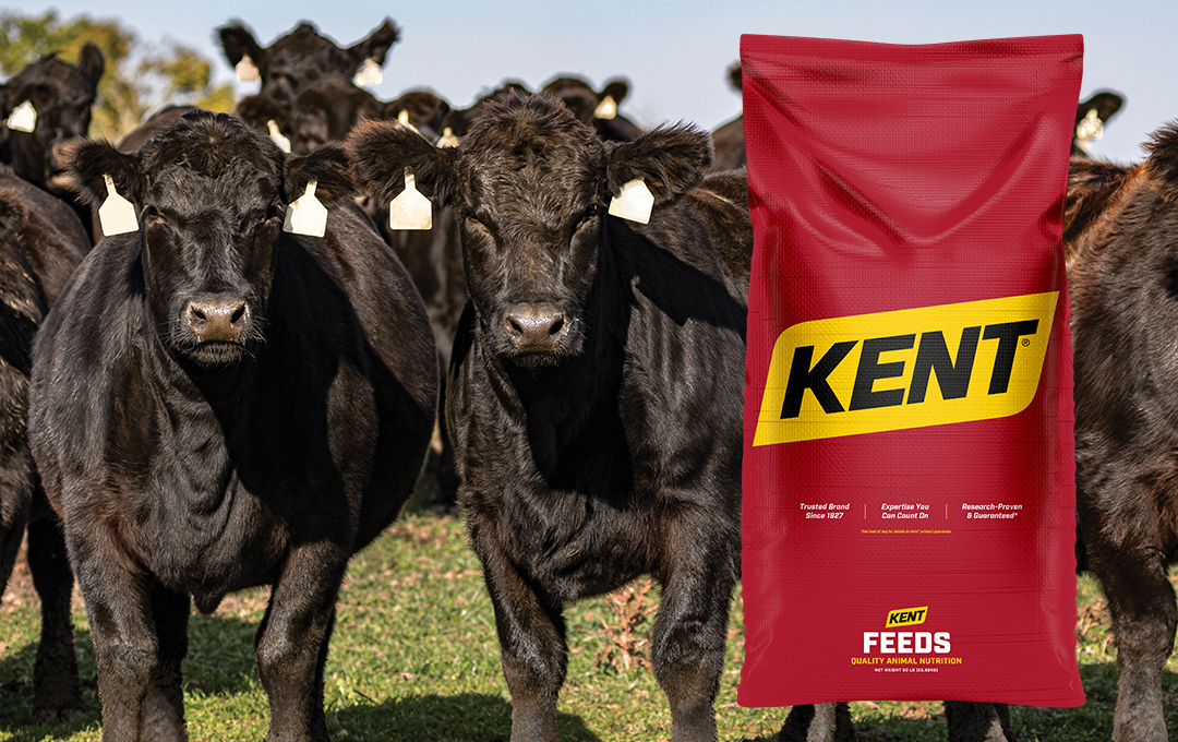 Beef Product Spotlight: Framework Performance Developer