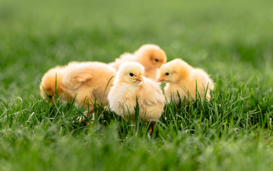 Fall Chick Days: Resources to Help You Engage Backyard Poultry Customers
