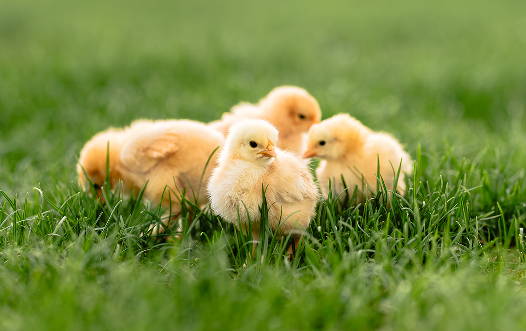 Fall Chick Days: Resources to Help You Engage Backyard Poultry Customers