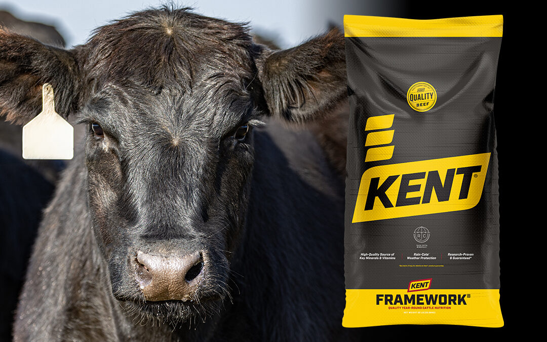 Beef Product Spotlight: Framework 365 Mineral Performance ADE Sure-Footed