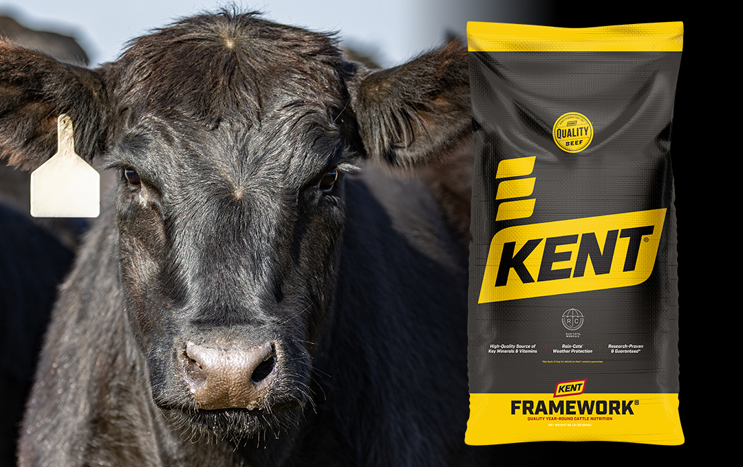 Beef Product Spotlight: Framework 365 Mineral Performance ADE Sure-Footed