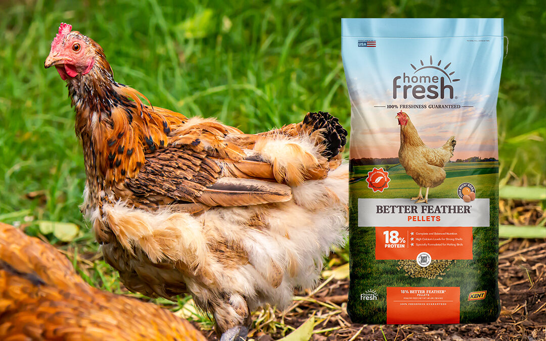 Molting Season Support Starts with Home Fresh Better Feather
